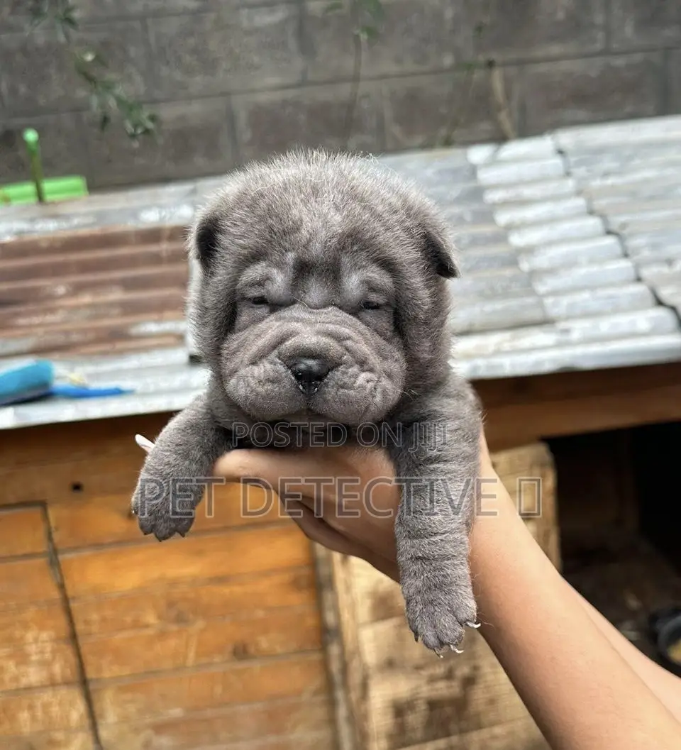1-3 months Male Purebred Chinese Shar-Pei