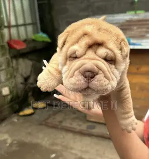 Photo - 1-3 months Male Purebred Chinese Shar-Pei