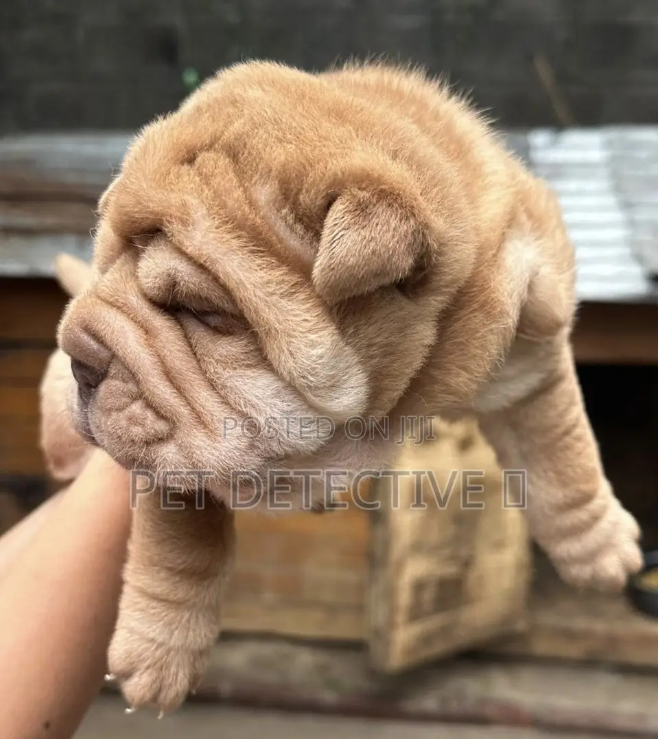 1-3 months Female Purebred Chinese Shar-Pei