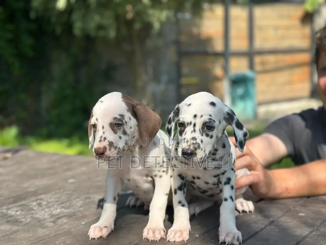 1-3 months Male Purebred Dalmatian