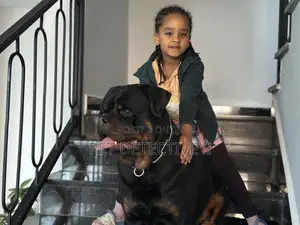 1-3 months Male Purebred Rottweiler