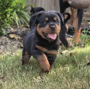 1-3 months Male Purebred Rottweiler