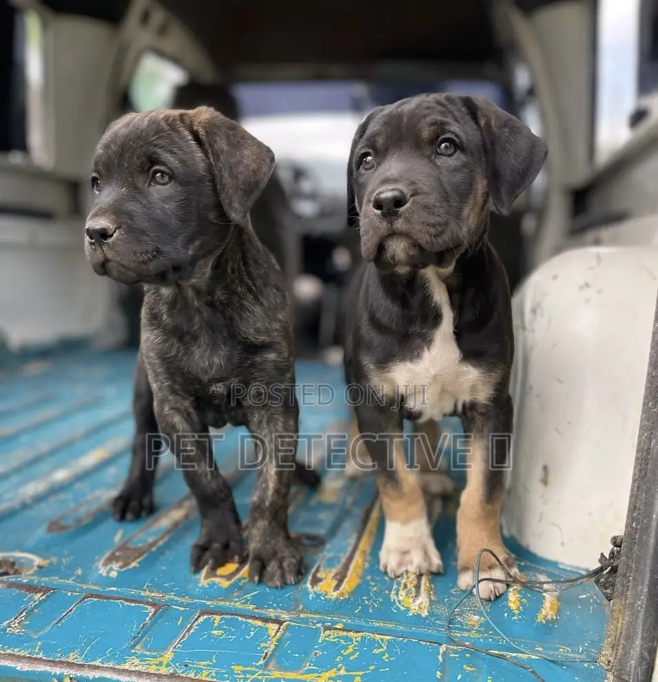 1-3 months Male Purebred Bullmastiff