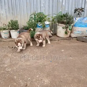 Photo - 1-3 months Male Purebred Siberian Husky