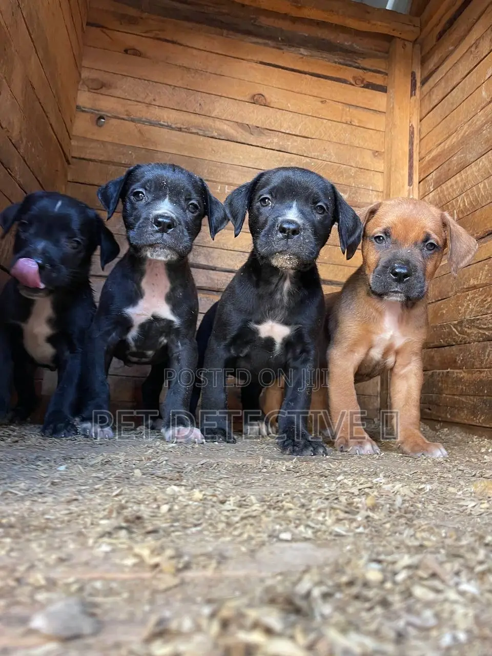 1-3 months Male Purebred Mastiff