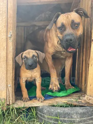 Photo - 1-3 months Male Purebred Bullmastiff