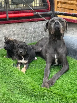 Photo - 1-3 months Male Purebred Bullmastiff