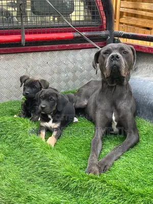 Photo - 1-3 months Male Purebred Bullmastiff