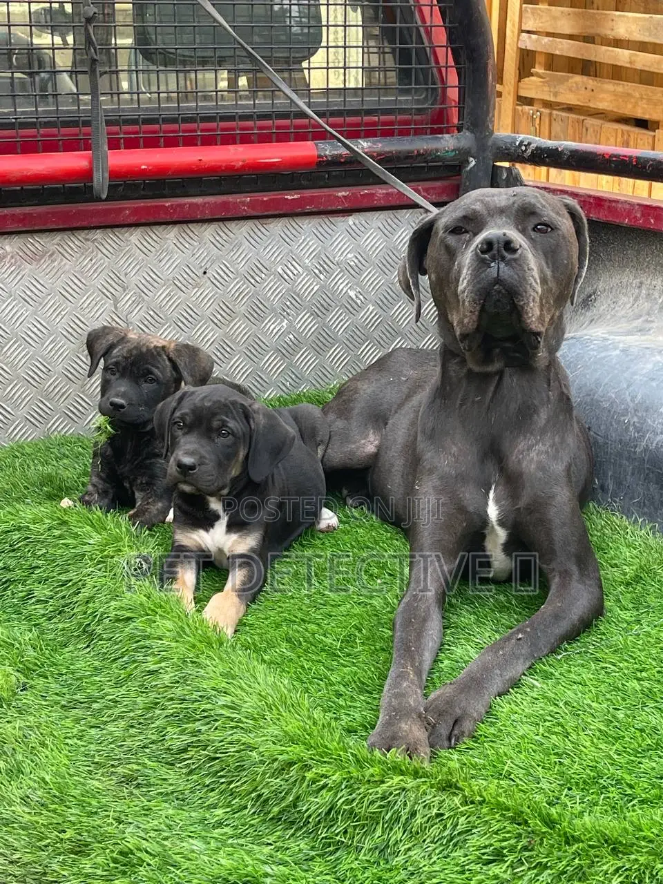 1-3 months Male Purebred Bullmastiff