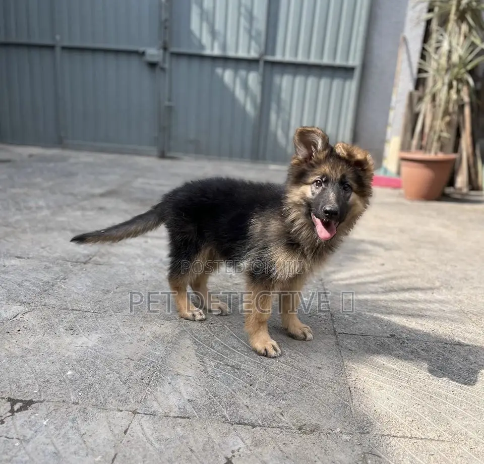1-3 months Male Purebred German Shepherd