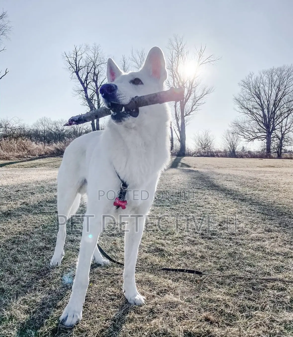 3-6 months Male Purebred German Shepherd