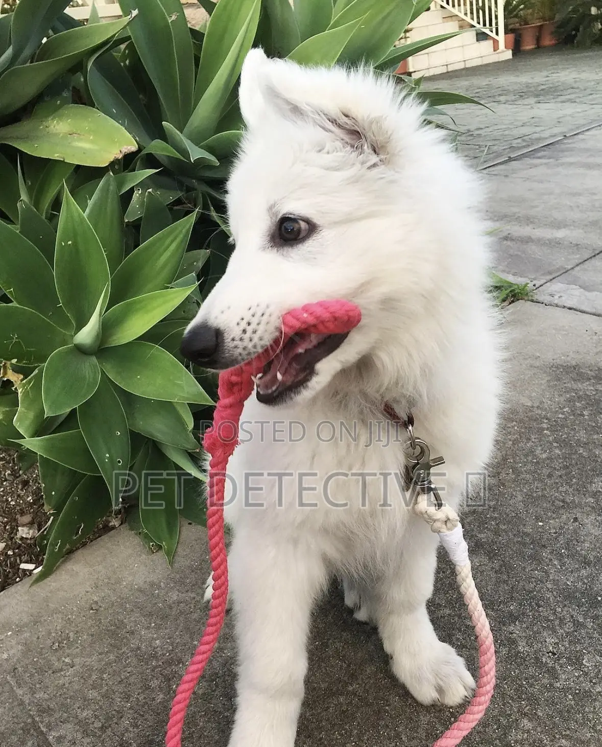 1-3 months Male Purebred German Shepherd