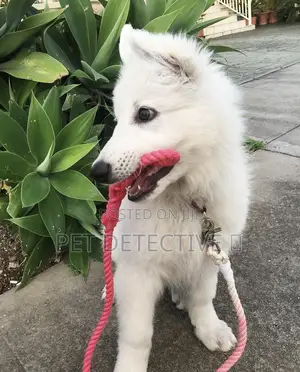 Photo - 1-3 months Male Purebred German Shepherd