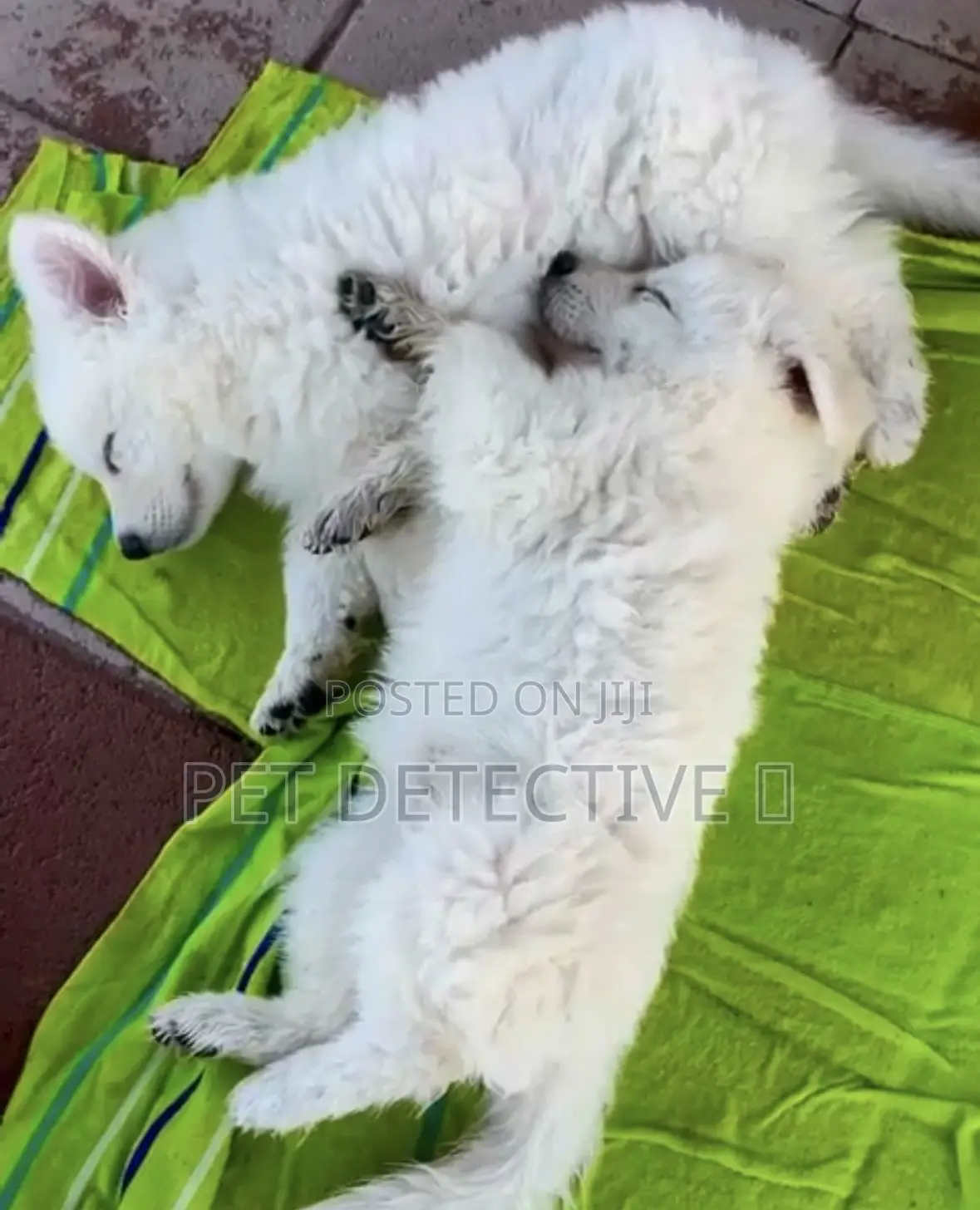 1-3 months Male Purebred German Shepherd