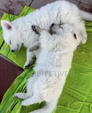 1-3 months Male Purebred German Shepherd