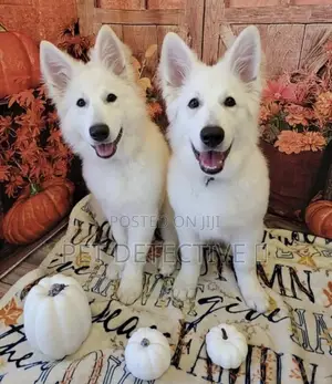 Photo - 1-3 months Male Purebred German Shepherd