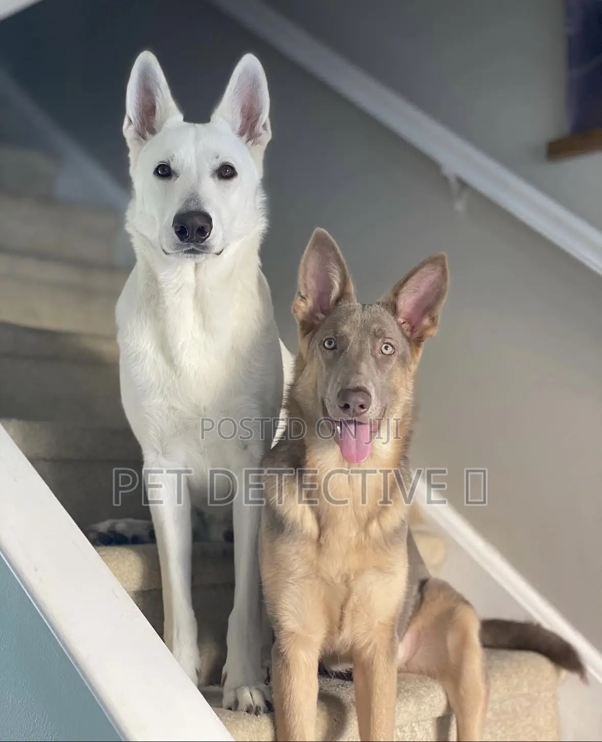 1-3 months Male Purebred German Shepherd