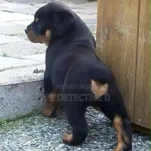 1-3 months Male Purebred Rottweiler
