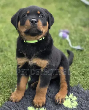 Photo - 1-3 months Male Purebred Rottweiler