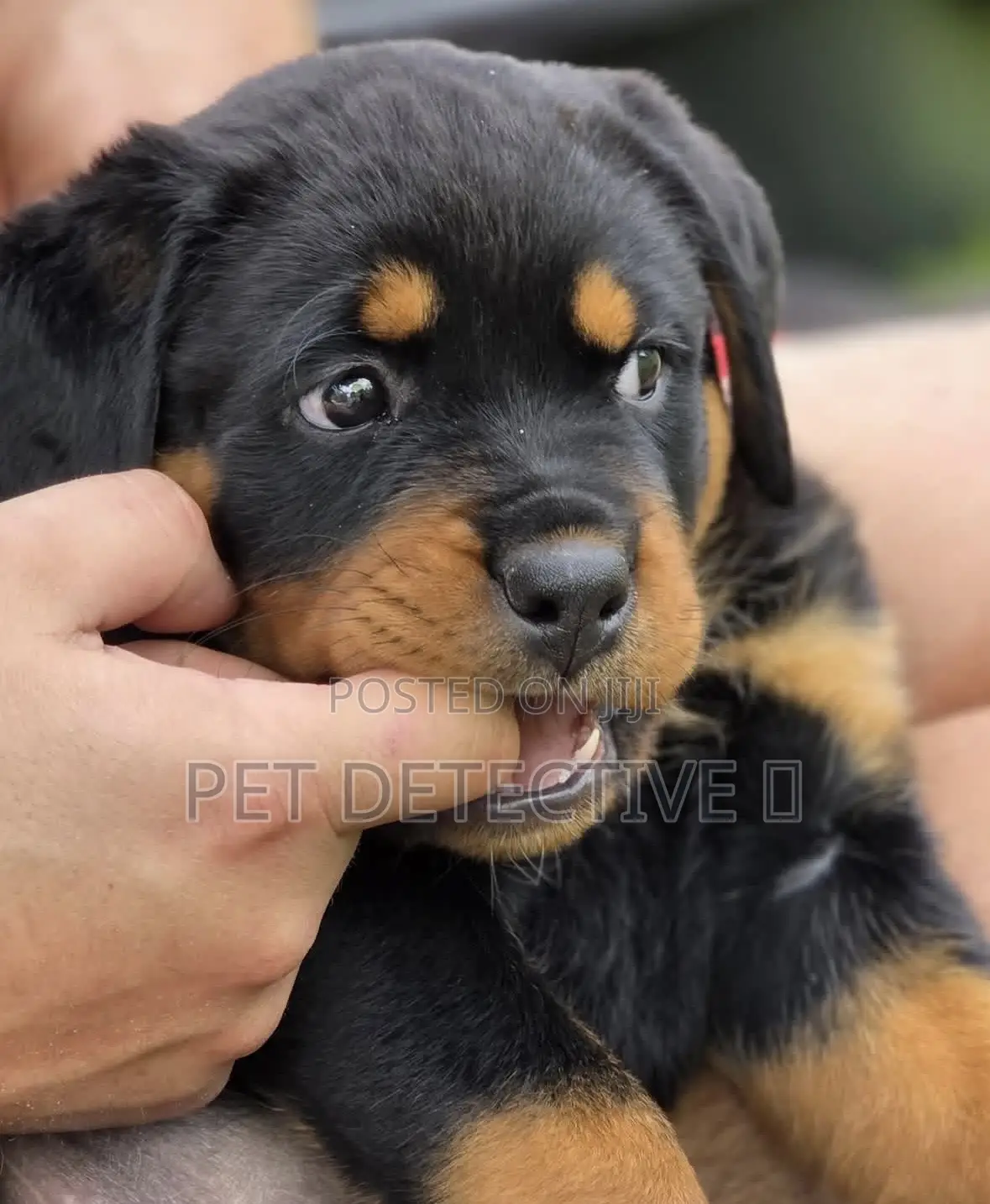 1-3 months Male Purebred Rottweiler