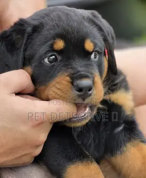 1-3 months Male Purebred Rottweiler