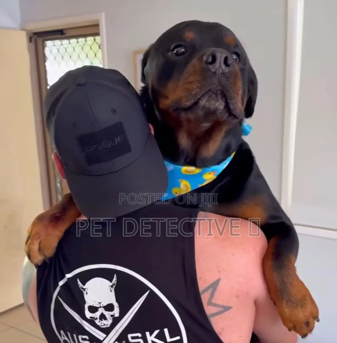 1-3 months Male Purebred Rottweiler