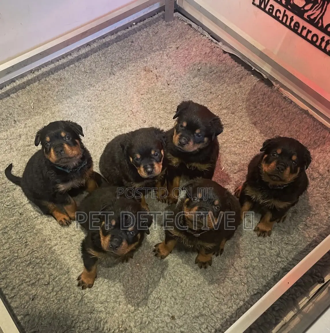 1-3 months Male Purebred Rottweiler