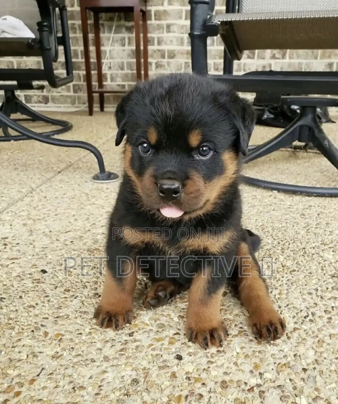 1-3 months Male Purebred Rottweiler