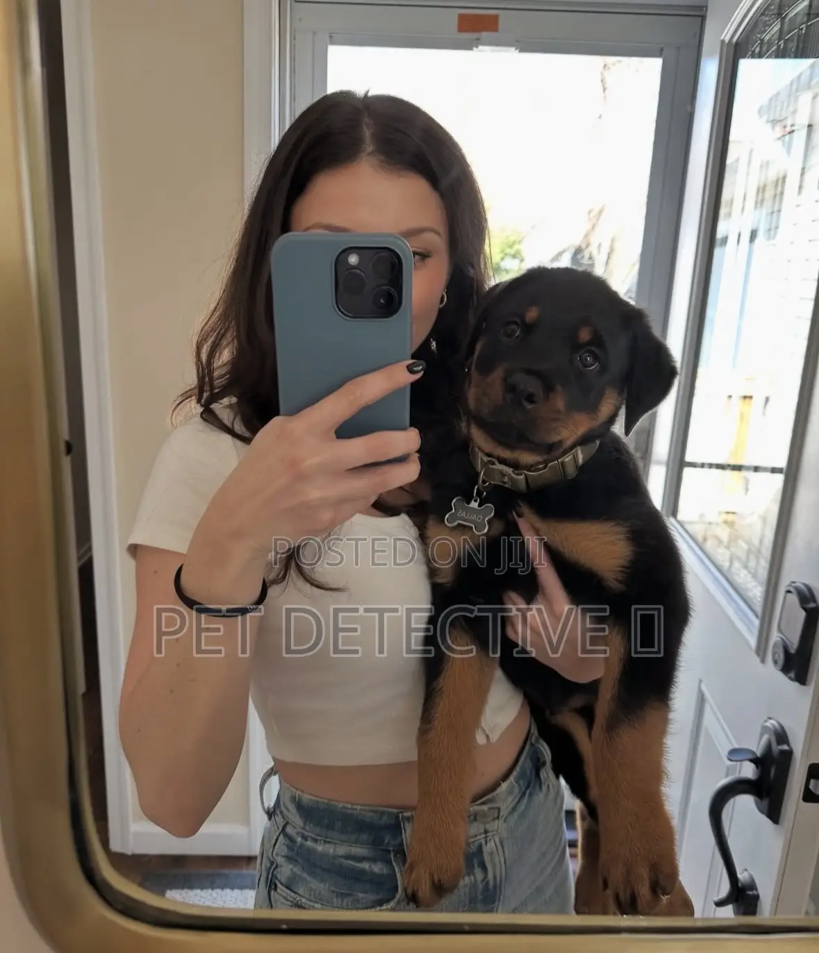 1-3 months Male Purebred Rottweiler