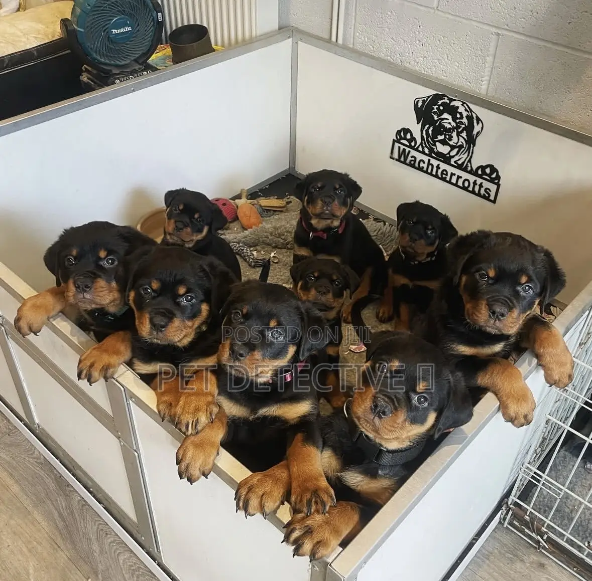 1-3 months Male Purebred Rottweiler