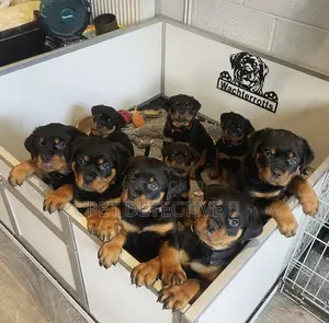 1-3 months Male Purebred Rottweiler