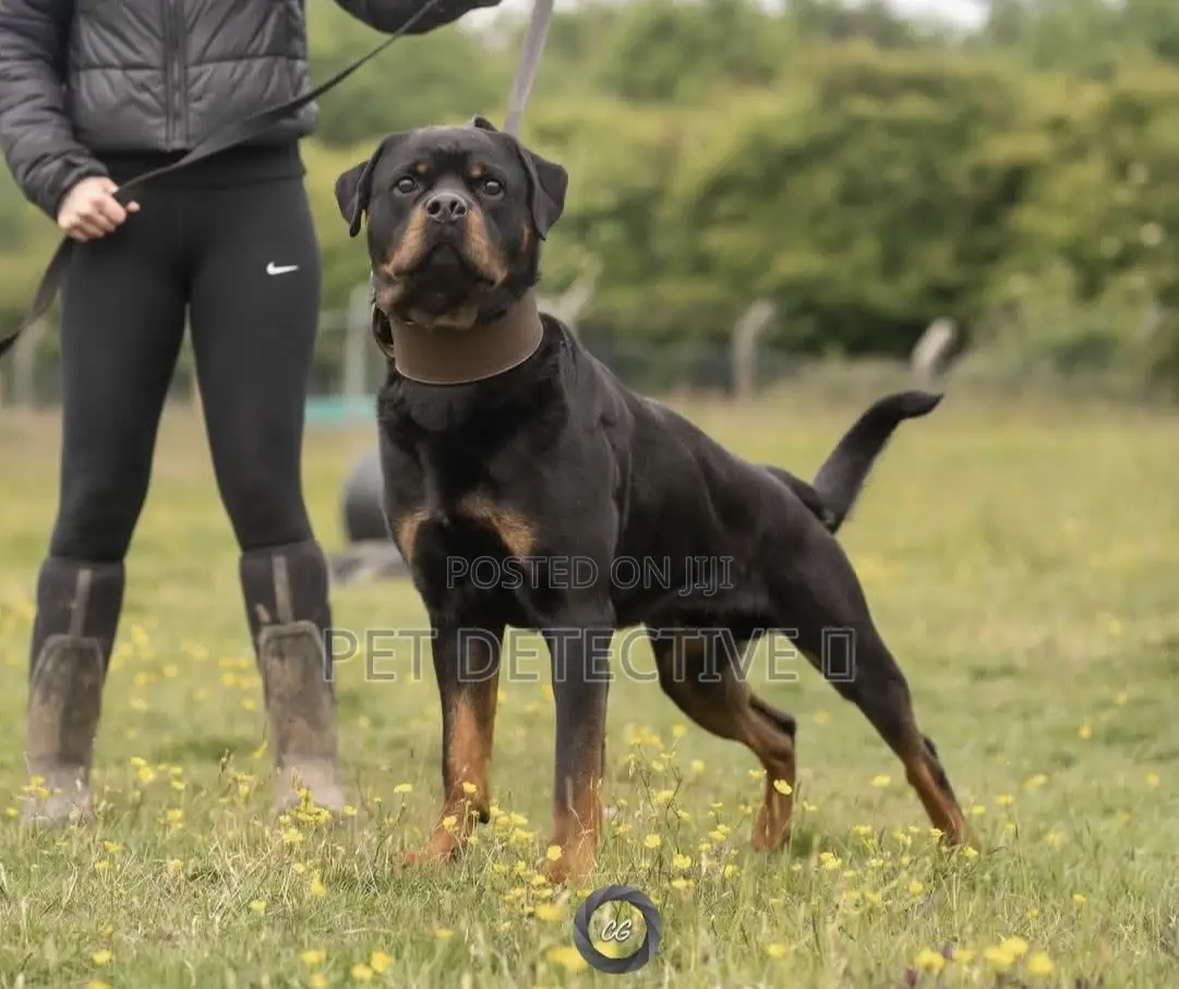 1-3 months Male Purebred Rottweiler