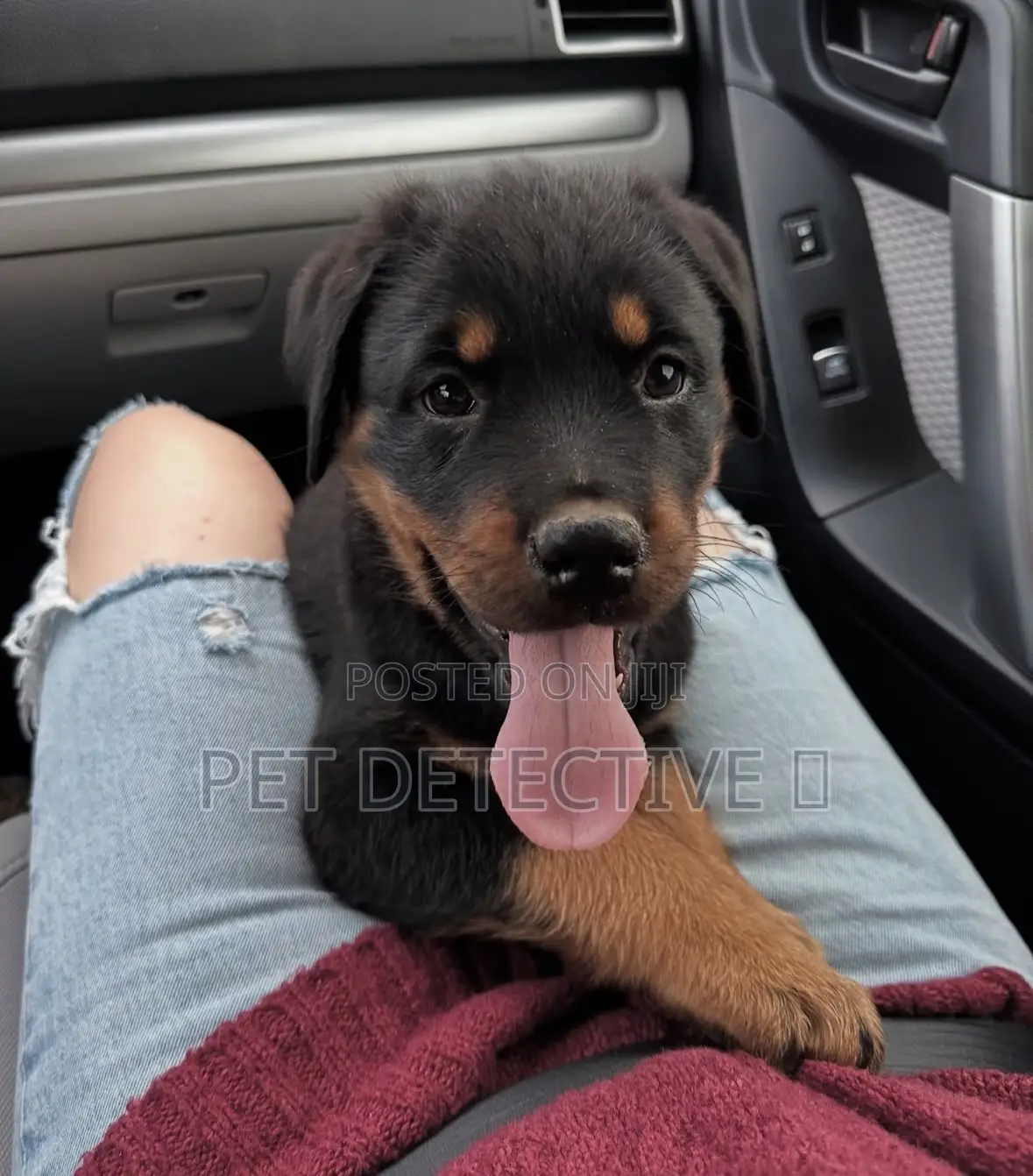 1-3 months Male Purebred Rottweiler