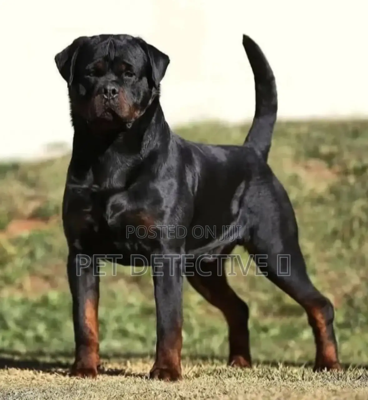1-3 months Male Purebred Rottweiler