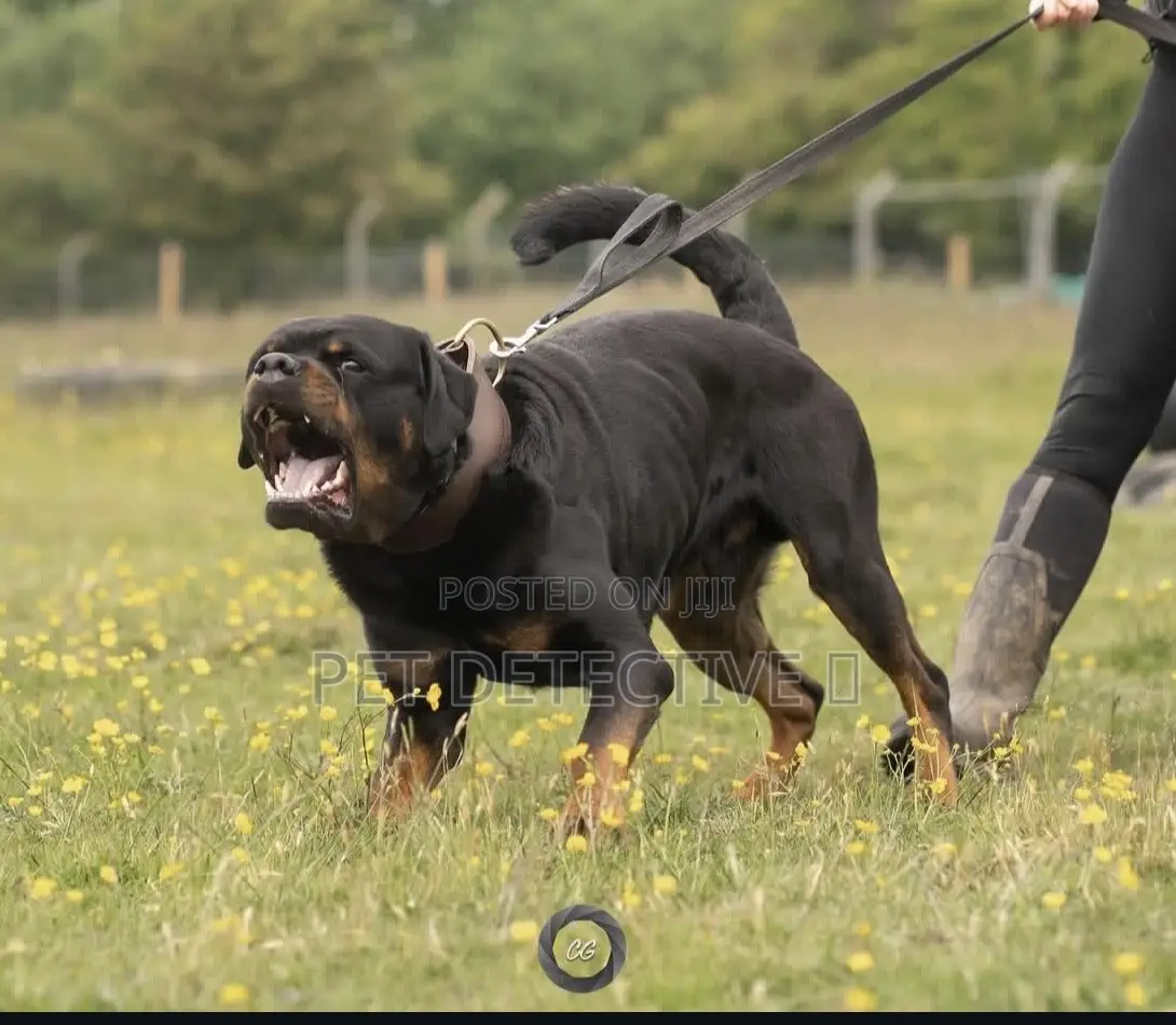 1-3 months Male Purebred Rottweiler