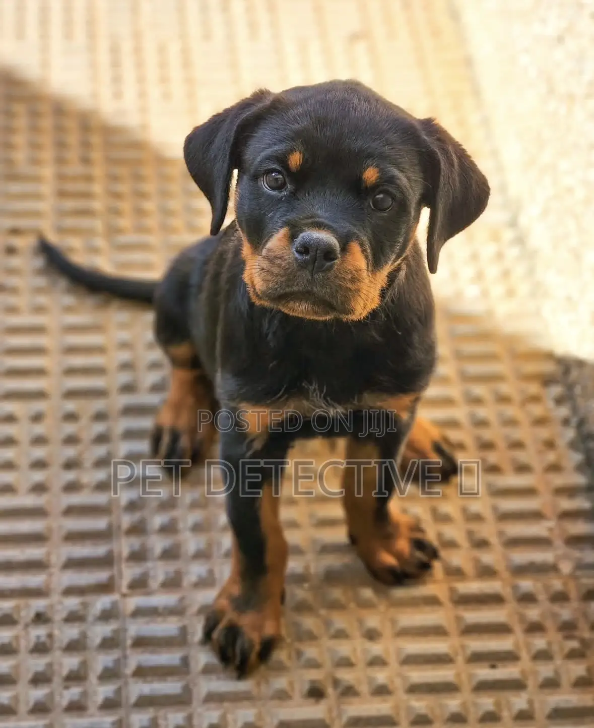 1-3 months Male Purebred Rottweiler