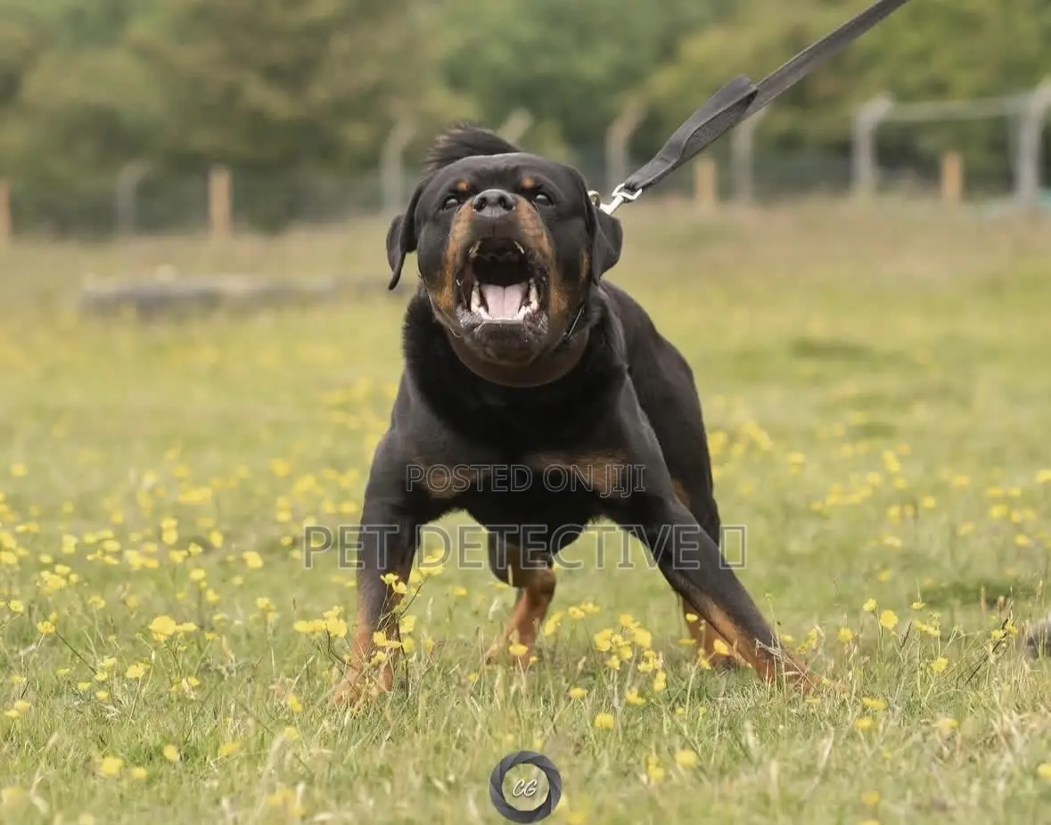 1-3 months Male Purebred Rottweiler
