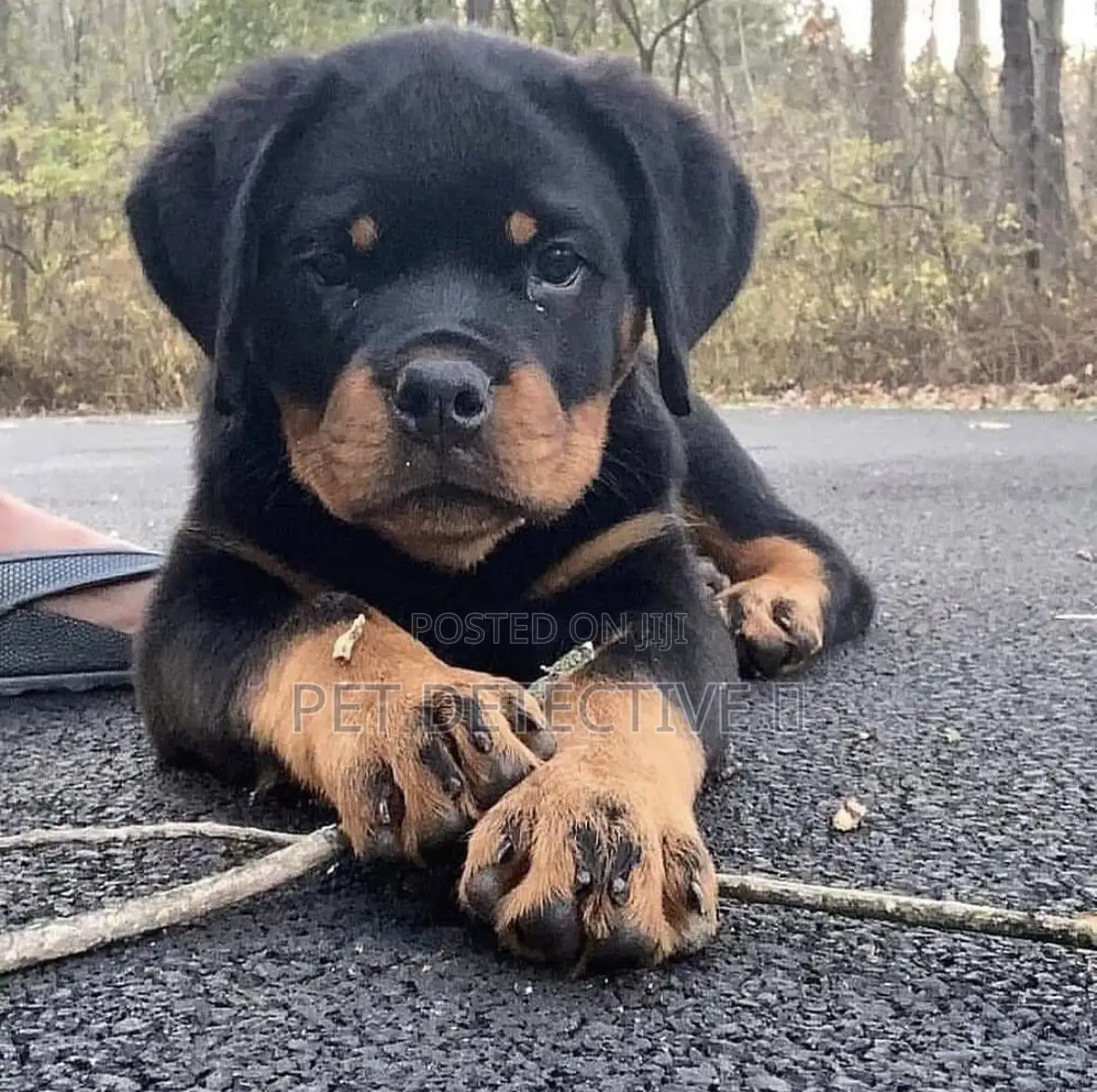 1-3 months Male Purebred Rottweiler