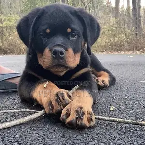 Photo - 1-3 months Male Purebred Rottweiler