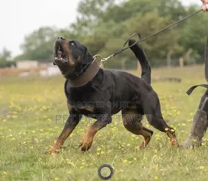 3-6 months Male Purebred Rottweiler