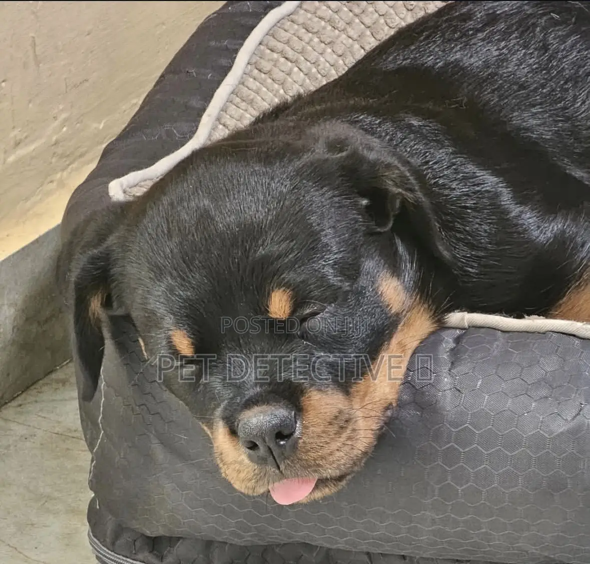 1-3 months Male Purebred Rottweiler