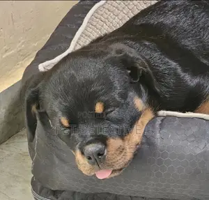 Photo - 1-3 months Male Purebred Rottweiler