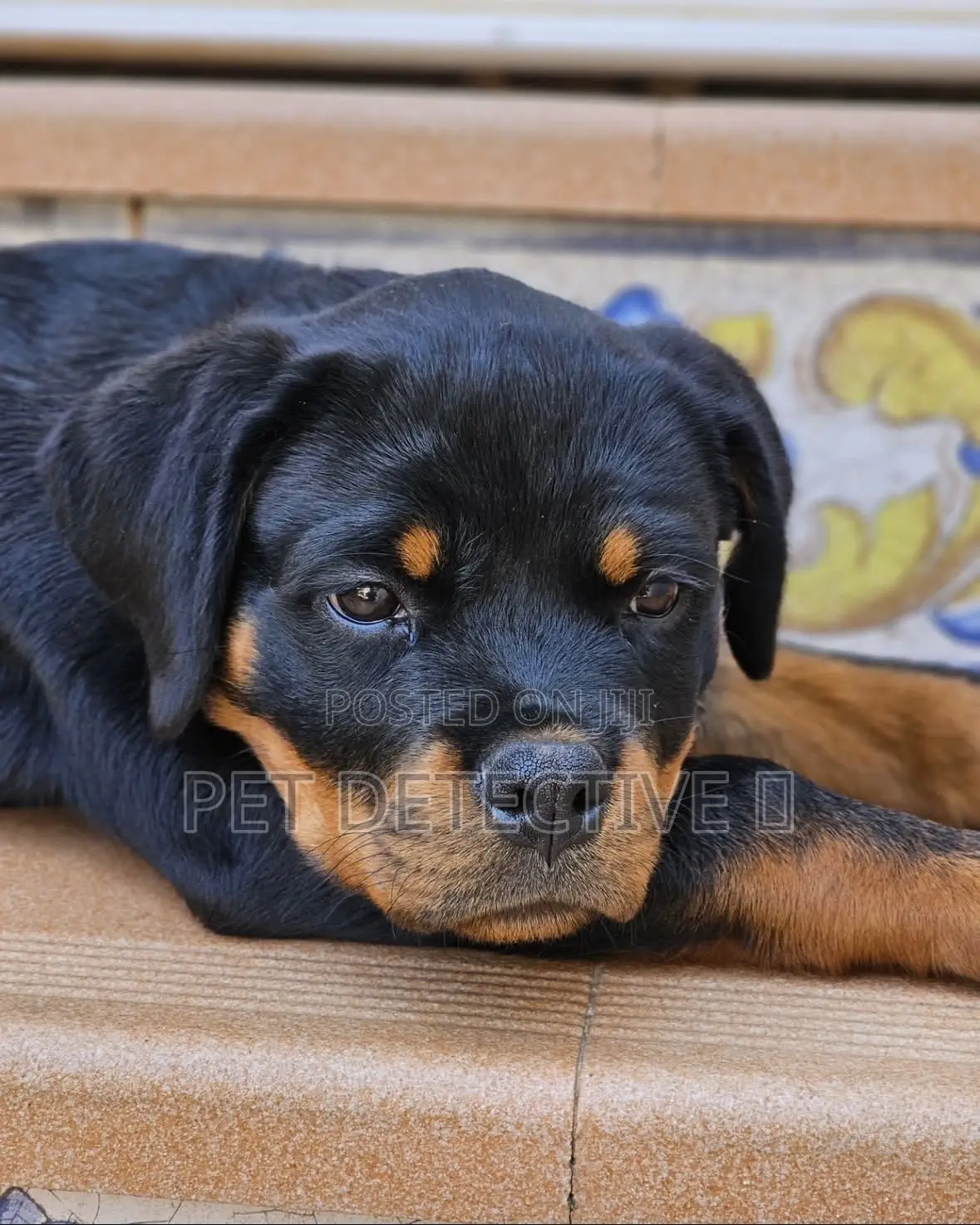 1-3 months Male Purebred Rottweiler