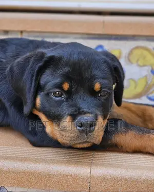 Photo - 1-3 months Male Purebred Rottweiler