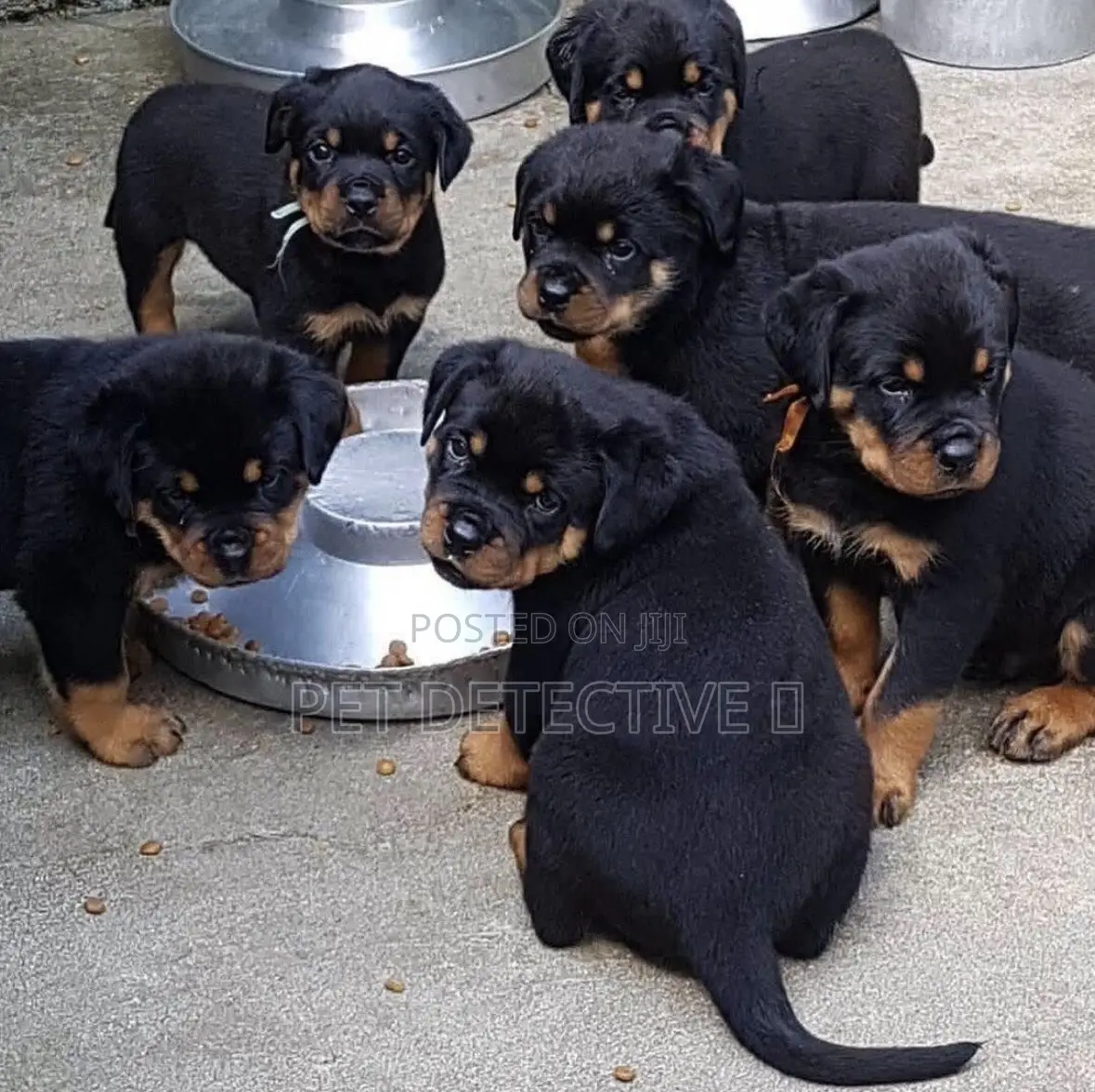 1-3 months Male Purebred Rottweiler