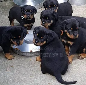 Photo - 1-3 months Male Purebred Rottweiler