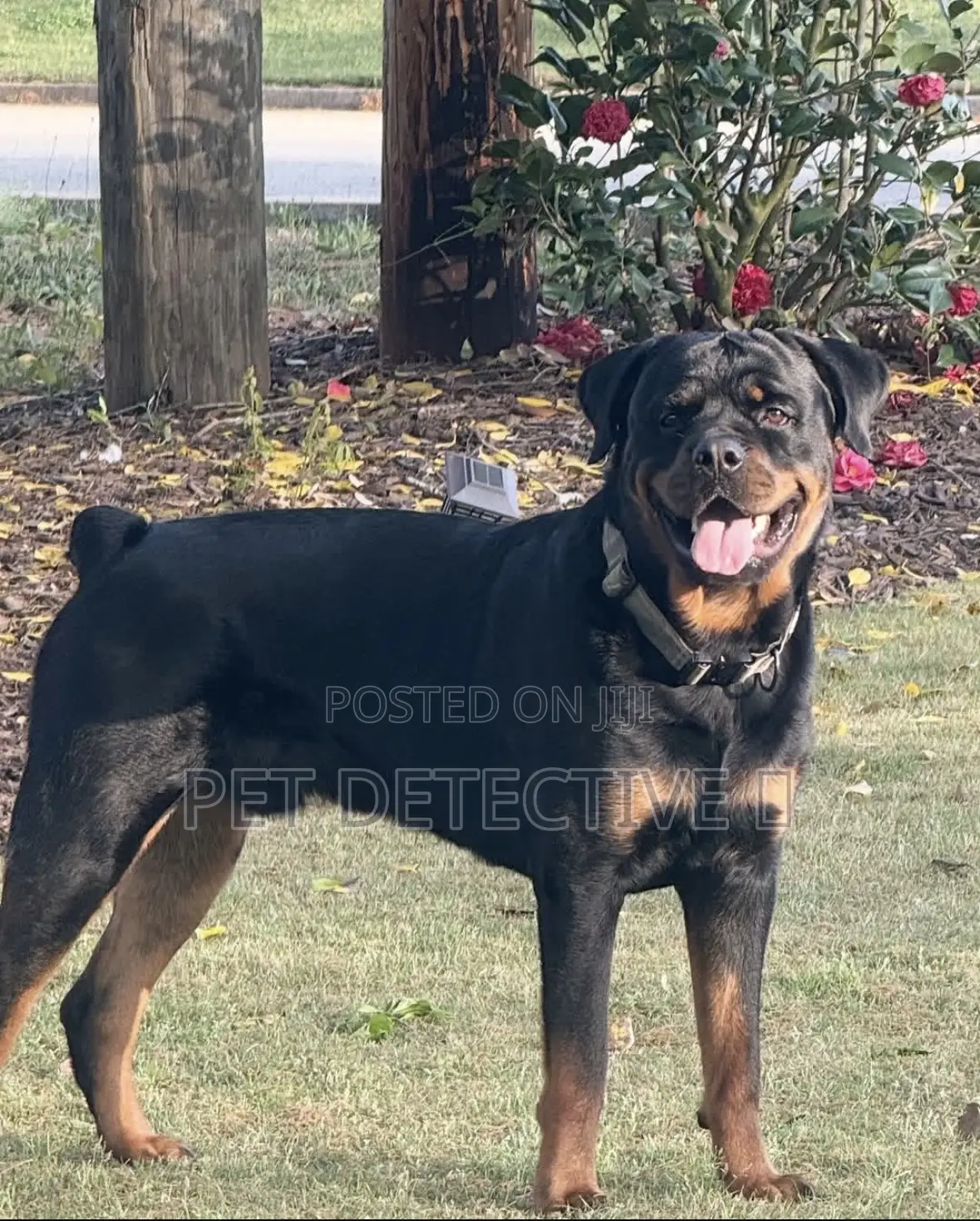 1-3 months Male Purebred Rottweiler