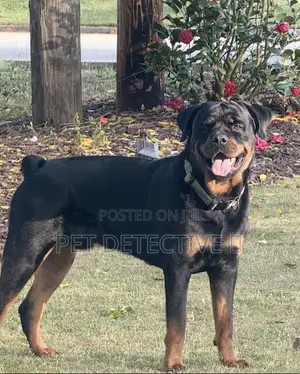 1-3 months Male Purebred Rottweiler