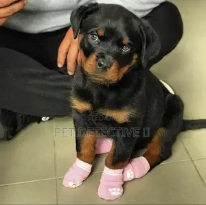 Photo - 1-3 months Male Purebred Rottweiler