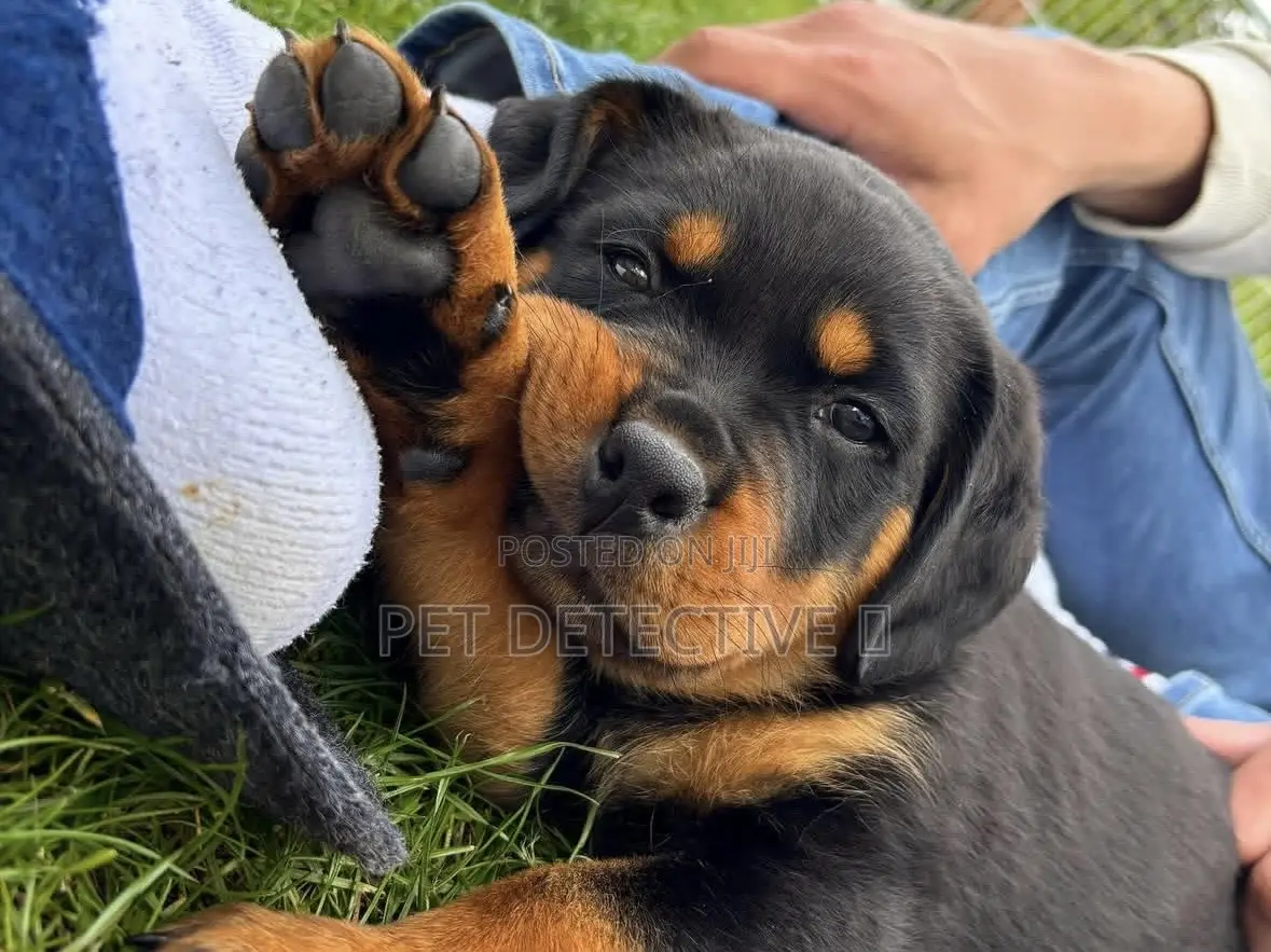 1-3 months Male Purebred Rottweiler